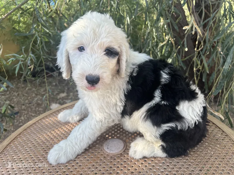 Black Collar  – Sheepadoodle puppy for sale in Tucson, AZ