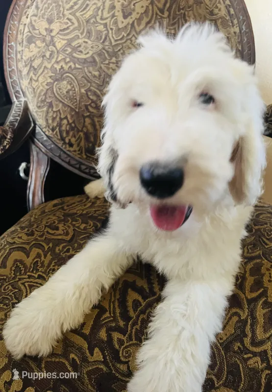 Blue Collar – Sheepadoodle puppy for sale in Tucson, AZ