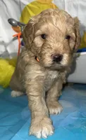 Orange Collar, a male Miniature Aussiedoodle for sale in Tucson, AZ – 2 of 6