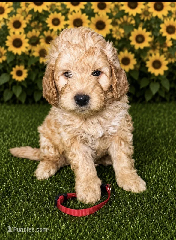 Red Collar – Miniature Aussiedoodle puppy for sale in Tucson, AZ