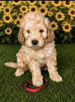 Red Collar, a male Miniature Aussiedoodle for sale in Tucson, AZ – 8 of 10