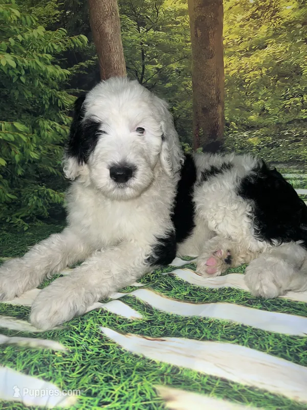 Purple Collar – Sheepadoodle puppy for sale in Tucson, AZ