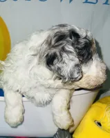 Pink Collar, a female Miniature Aussiedoodle for sale in Tucson, AZ – 4 of 5