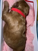 Red Collar, a female Miniature Goldendoodle for sale in Tucson, AZ – 4 of 8
