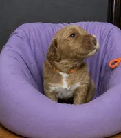 Orange Collar, a male Miniature Goldendoodle for sale in Tucson, AZ – 2 of 5