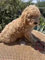 Red Collar, a male Miniature Aussiedoodle for sale in Tucson, AZ – 2 of 10