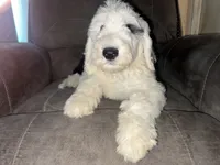 Black Collar , a male Sheepadoodle for sale in Tucson, AZ – 5 of 6