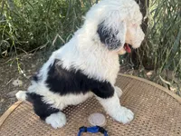 Blue Collar, a male Sheepadoodle for sale in Tucson, AZ – 3 of 10