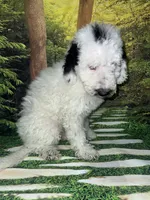 Miniature F1B Sheepadoodle , a male Sheepadoodle for sale in Tucson, AZ – 5 of 5