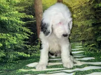 Blue Collar, a male Sheepadoodle for sale in Tucson, AZ – 9 of 10