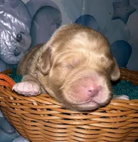 Orange Collar, a male Miniature Aussiedoodle for sale in Tucson, AZ – 6 of 6