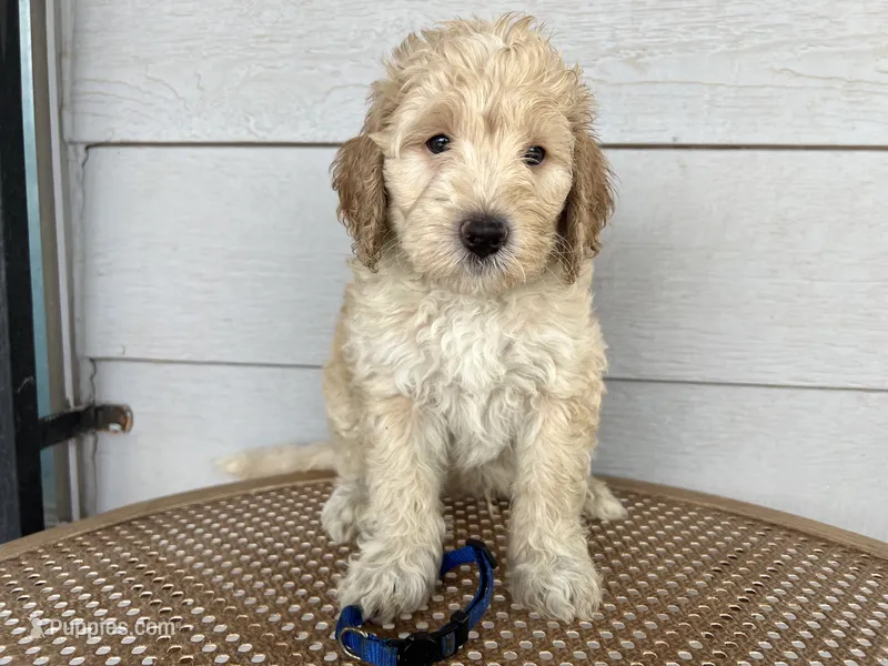 Blue collar – Miniature Aussiedoodle puppy for sale in Tucson, AZ