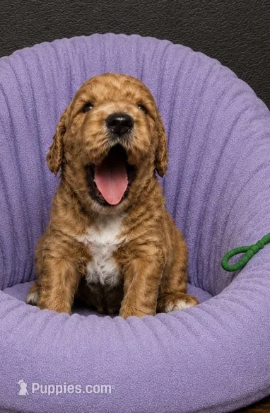 Green Collar  – Miniature Goldendoodle puppy for sale in Tucson, AZ