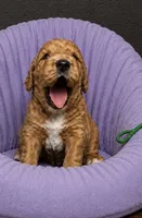Green Collar , a female Miniature Goldendoodle for sale in Tucson, AZ – 1 of 6