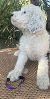 Purple Collar, a female Sheepadoodle for sale in Tucson, AZ – 6 of 9