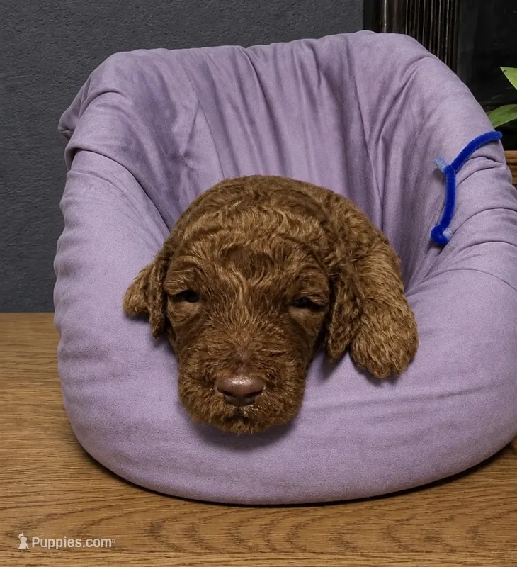 Blue collar – Miniature Goldendoodle puppy for sale in Tucson, AZ