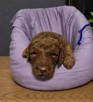 Blue collar, a male Miniature Goldendoodle for sale in Tucson, AZ – 1 of 5