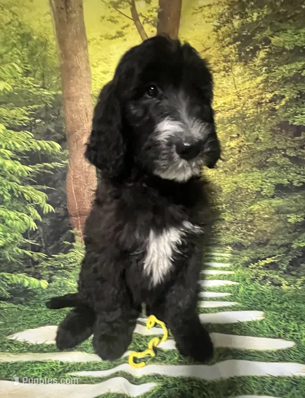 Yellow Collar  – Sheepadoodle puppy for sale in Tucson, AZ