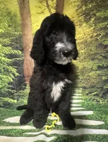 Yellow Collar , a male Sheepadoodle for sale in Tucson, AZ – 1 of 5