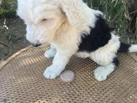 Blue Collar, a male Sheepadoodle for sale in Tucson, AZ – 4 of 10