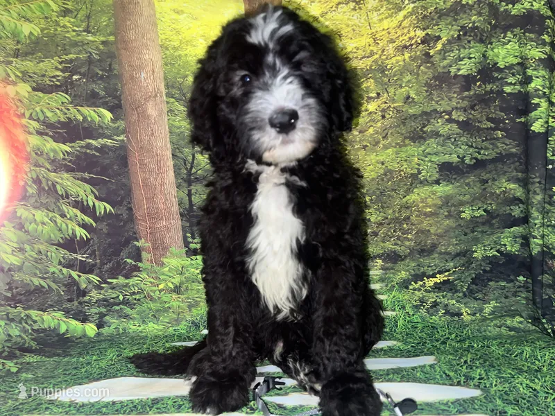 Gray Collar  – Sheepadoodle puppy for sale in Tucson, AZ