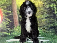 Gray Collar , a male Sheepadoodle for sale in Tucson, AZ – 1 of 7