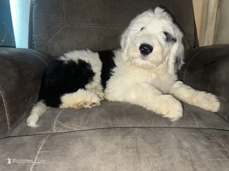 Black Collar  – Sheepadoodle puppy for sale in Tucson, AZ