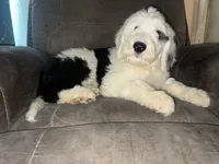 Black Collar , a male Sheepadoodle for sale in Tucson, AZ – 1 of 6
