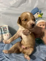 Green collar boy, a male Sheepadoodle for sale in Tucson, AZ – Photo 4 of 4