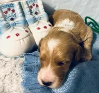 Green collar boy, a male Sheepadoodle for sale in Tucson, AZ – Photo 3 of 4