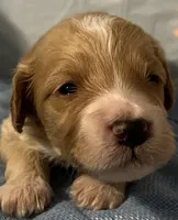 Green collar boy, a male Sheepadoodle for sale in Tucson, AZ – Photo 2 of 4