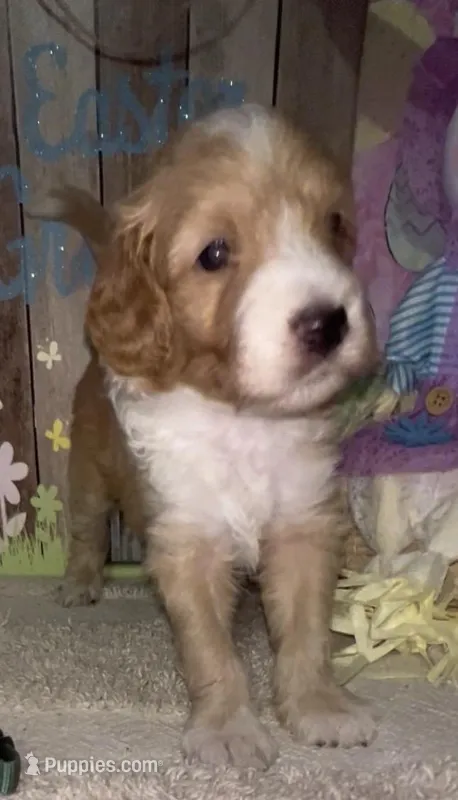 Green collar boy – Sheepadoodle puppy for sale in Tucson, AZ