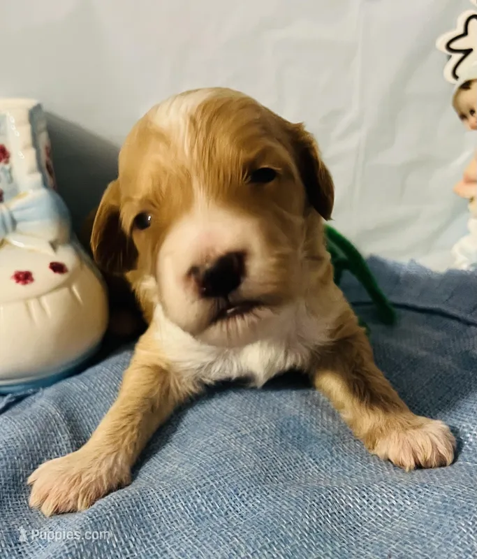 Green collar boy – Sheepadoodle puppy for sale in Tucson, AZ