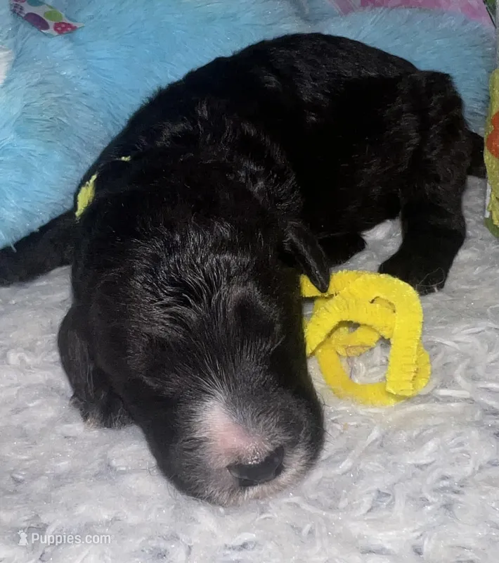 Yellow Collar  – Sheepadoodle puppy for sale in Tucson, AZ