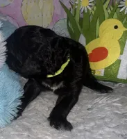 Yellow Collar , a male Sheepadoodle for sale in Tucson, AZ – Photo 2 of 4
