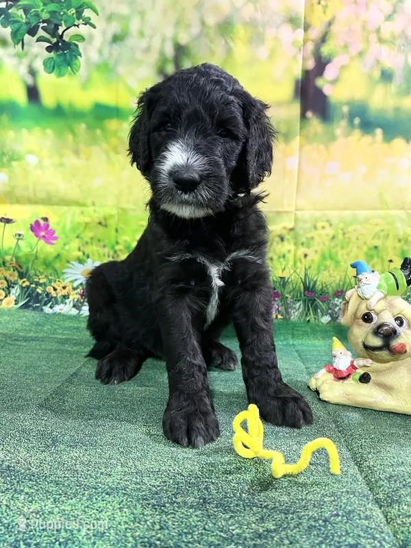 Yellow Collar  – Sheepadoodle puppy for sale in Tucson, AZ