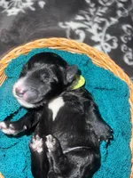 Yellow Collar , a male Sheepadoodle for sale in Tucson, AZ – Photo 4 of 4