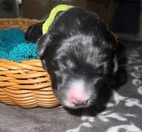 Yellow Collar , a male Sheepadoodle for sale in Tucson, AZ – Photo 3 of 4