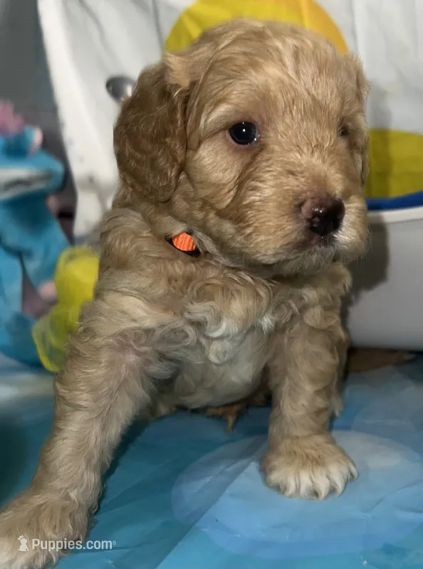 Orange Collar – Miniature Aussiedoodle puppy for sale in Tucson, AZ