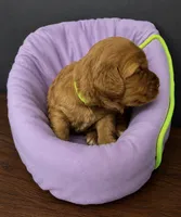 Lime Collar , a female Miniature Goldendoodle for sale in Tucson, AZ – 3 of 6