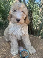 Aqua collar, a female Sheepadoodle for sale in Tucson, AZ – 2 of 4