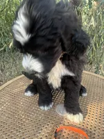 Orange Collar , a male Sheepadoodle for sale in Tucson, AZ – 7 of 10
