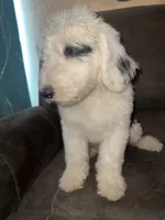 Black Collar , a male Sheepadoodle for sale in Tucson, AZ – 3 of 6