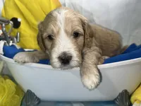 Yellow Collar, a male Miniature Aussiedoodle for sale in Tucson, AZ – 1 of 6