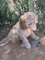 Aqua collar, a female Sheepadoodle for sale in Tucson, AZ – 4 of 4