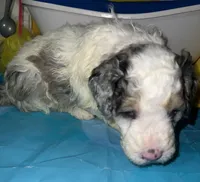 Pink Collar, a female Miniature Aussiedoodle for sale in Tucson, AZ – 3 of 5