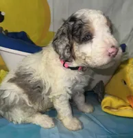 Pink Collar, a female Miniature Aussiedoodle for sale in Tucson, AZ – 2 of 5