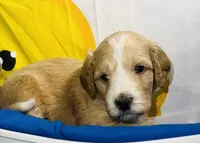 Yellow Collar, a male Miniature Aussiedoodle for sale in Tucson, AZ – 2 of 6