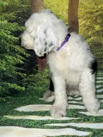 Purple Collar, a female Sheepadoodle for sale in Tucson, AZ – 4 of 9