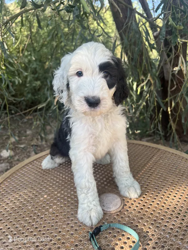 Aqua Collar – Sheepadoodle puppy for sale in Tucson, AZ